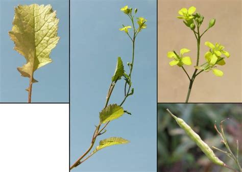 Brassica nigra (L.) W.D.J. Koch - Foto e distribuzione geografica in Italia