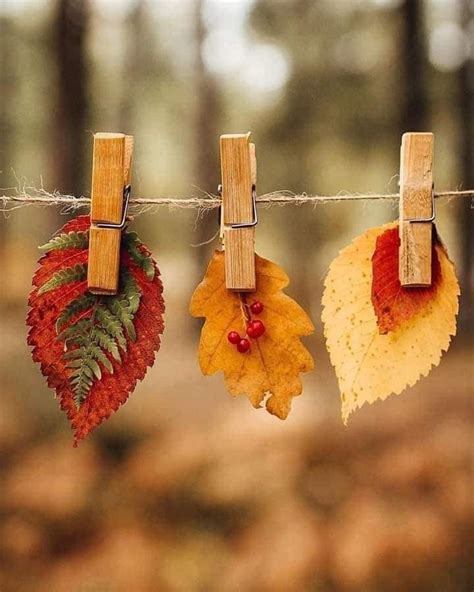 Autumn Leaves Photography