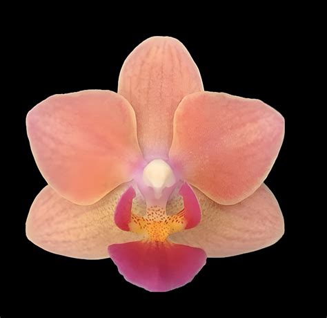 Phal. Sogo Gotris 'Peachy' - (micro-mini) - OrchidWeb