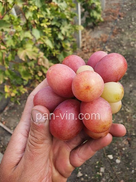 Красная роза — pan-vin.com