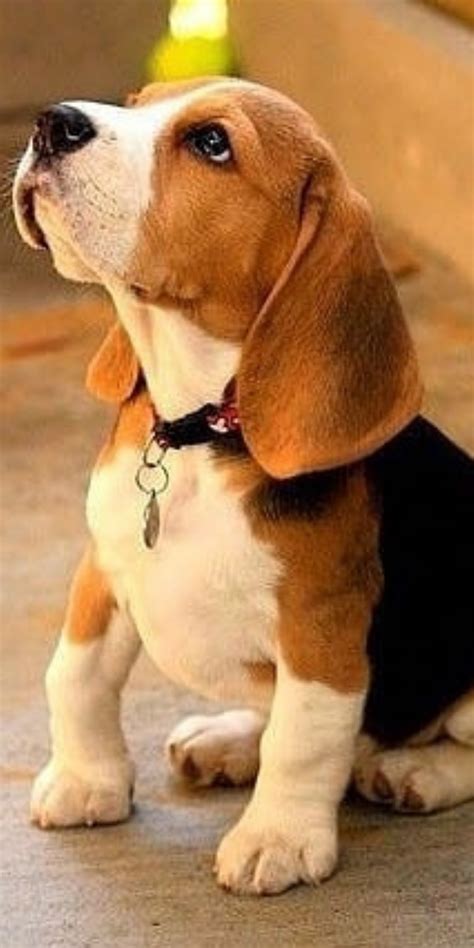 15 most attractive beagle puppies that will steal your heart away – Artofit