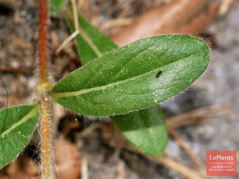 Гомфрена (Gomphrena) — описание, выращивание, фото | на LePlants.ru