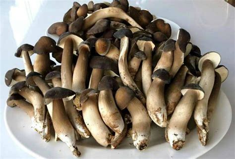 Nấm Mối món ăn bổ dưỡng trị bệnh - Thực phẩm Đồng Xanh