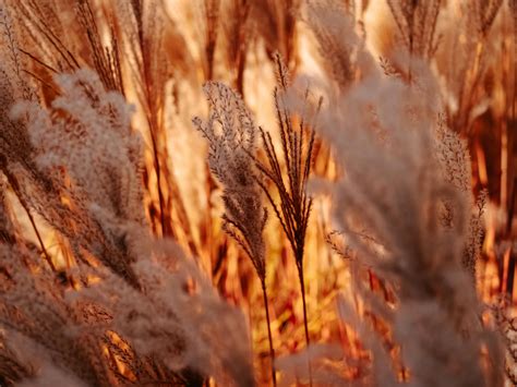 Rye · Free Stock Photo