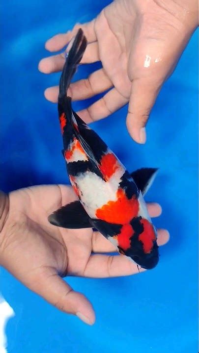 ShortBody Maruten Showa 2CM. #koi #shorts #trending - YouTube