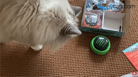 Talking Buttons: Are They the Answer to Every Pet Parent's Prayers ...