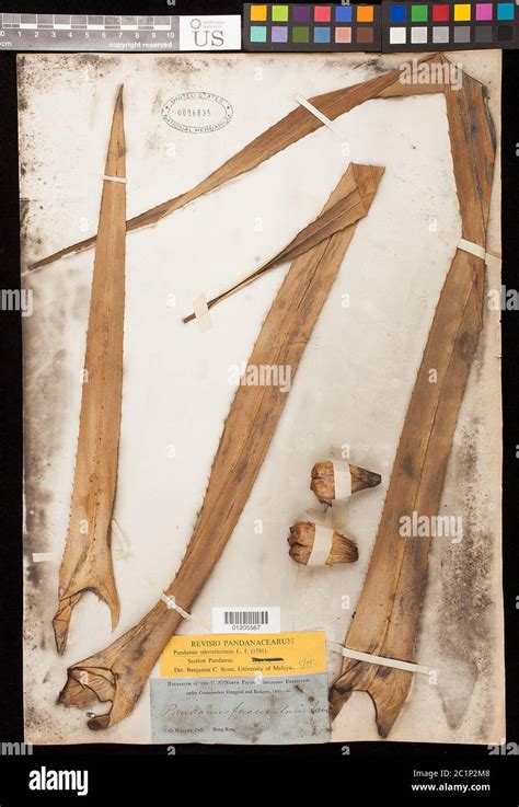 Odoratissimus hi-res stock photography and images - Alamy
