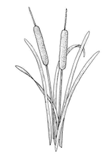 Narrowleaf cattail facts and health benefits