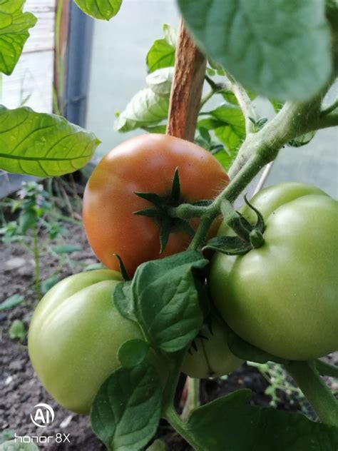 Томат Примадонна: описание, ОТЗЫВЫ (34), фото, урожайность | tomatland.ru