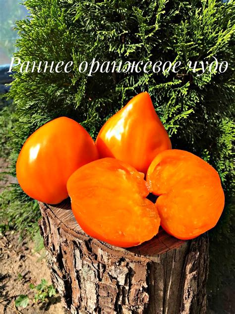 Раннее оранжевое чудо. Earth Wonder orange. ~ Томатная вселенная