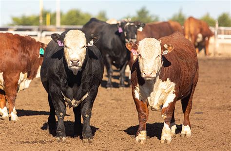 American Hereford | Fed Up! - American Hereford Association