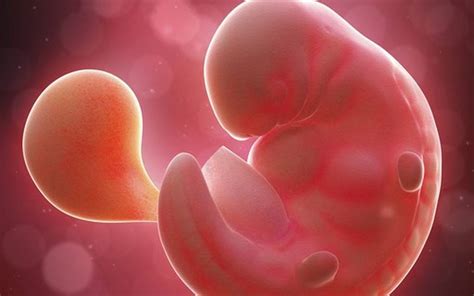 O Bebê Faz Cocô Na Barriga Da Mãe - Entenda o fenômeno: bebê faz cocô dentro da barriga da mãe - Bebé da ...