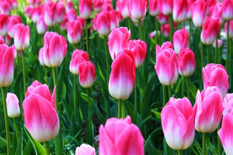 Download Nature Tulip 4k Ultra HD Wallpaper