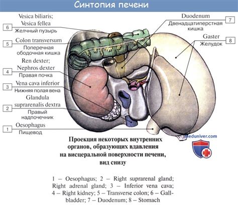 Анатомия человека: Связки печени. Сегментарное строение печени