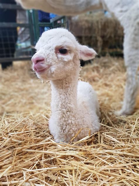 Gorgeous Baby Alpaca Born! - Streamvale Open Farm