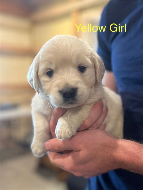 Golden Retriever Puppies For Sale In Chicago, IL