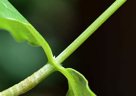 Lonicera flava page
