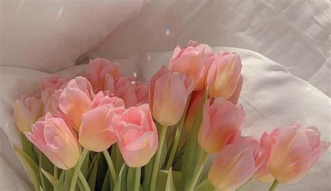 aesthetic tulip desktop wallpapers   creative workspace