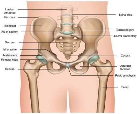 Hip Joint Diagram