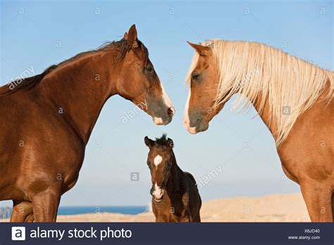 Hengst und Stute Stockfotos und -bilder Kaufen - Alamy