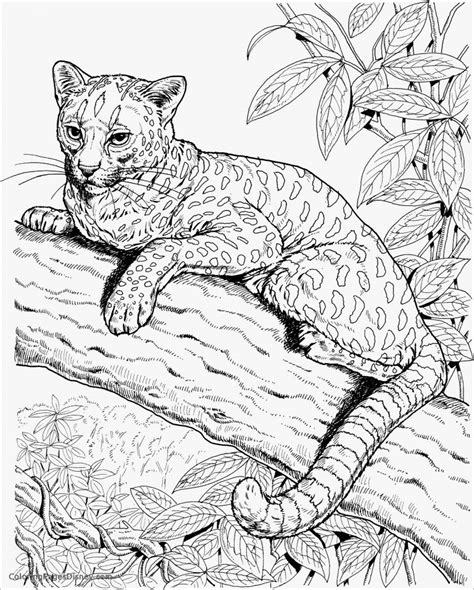 Realistic Cheetah Coloring Page - ColoringBay