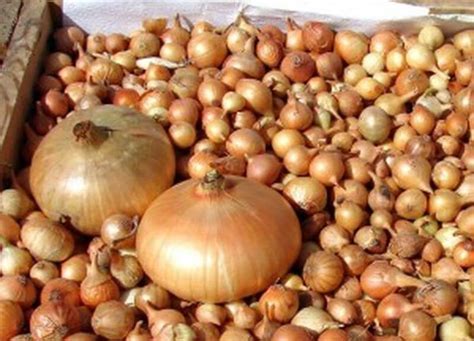 Лук севок Сеншуй: Волшебство нежного вкуса и здоровья