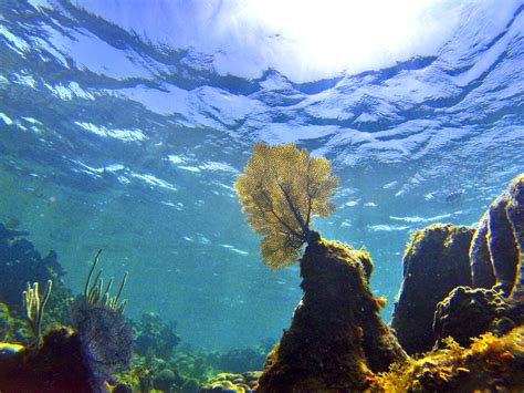 Federal Rules Could Protect Coral Reefs in Gulf of Mexico | Turtle