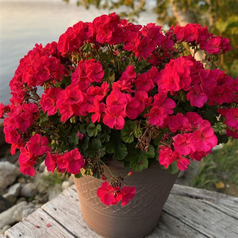 Geranium Americana® Cherry Rose - Order Online