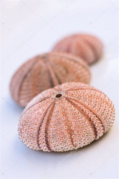 sea urchin shell stock photo  caguaviva