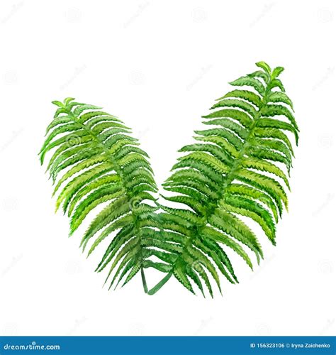 Watercolor Drawing of Spring Fern. Hand Drawn Painting of Beautiful