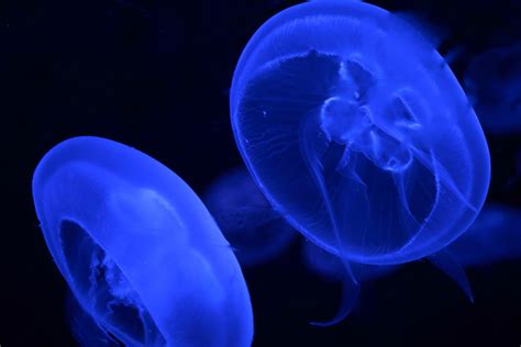 Obrazy : zviera, medúza, Modrá, akvárium, Cnidaria, makro fotografie ...