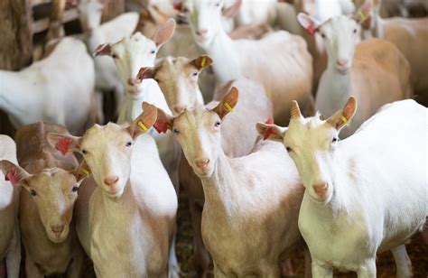 How the Croatian goat became the queen of hygiene | Croatia Week