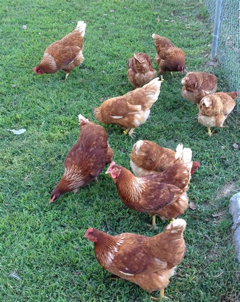 Golden Sexlink Chickens