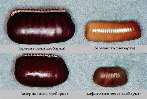 Хлебарки
