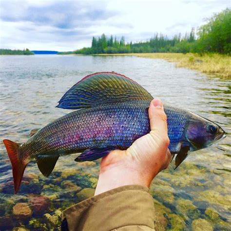 The Beautiful Arctic Grayling - Amberjack Journal # ...