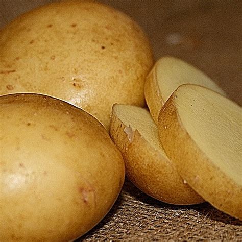 potato yukon gold