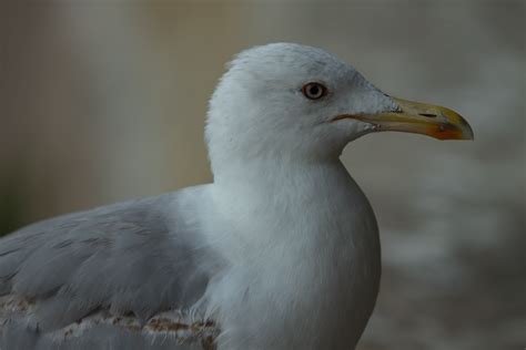 Гларус