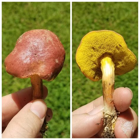 psychedelic boletus bicolor 3