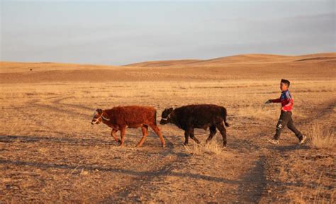 Children of Mongolian nomads forced to abandon herding by climate ...