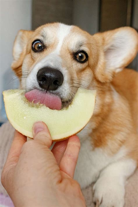 How to Stop Dog from Eating Poop: Home Remedies That Actually Work
