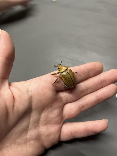 I know Christmas beetles are becoming somewhat rare to see so it was a