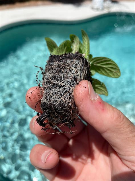 Fittonia White (nerve Plant) Starter Plant **ALL Starter Plants Require