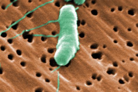Warming Oceans May Raise Risk of Bacterial Infections - The New York Times