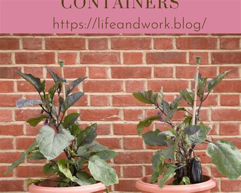 How To Grow Eggplant In Containers