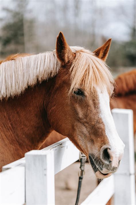 Close-up of Horse Nose · Free Stock Photo