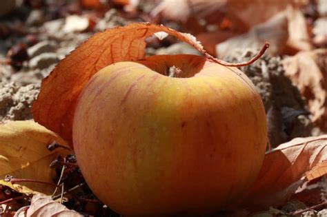 Premium Photo | Apple