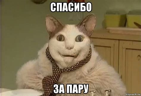 спасибо за пару, Мем кот-упорот - Рисовач .Ру