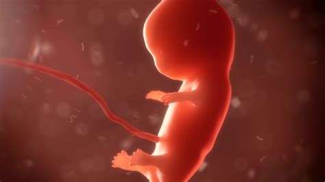 Водный мир плода в утробе матери: несколько секретов | MedAboutMe
