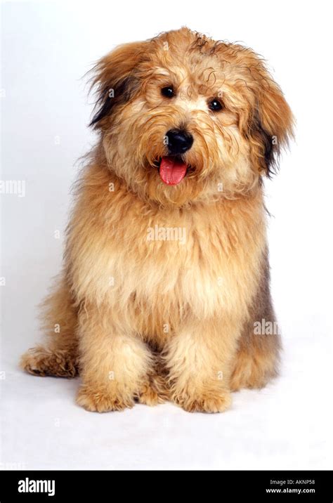 Oldenglish sheep dog hi-res stock photography and images - Alamy
