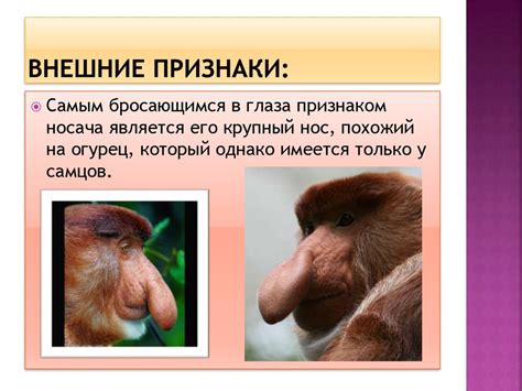 Носач - презентация онлайн